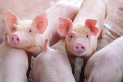多因素共振加速“猪周期”，猪肉价格终于“松