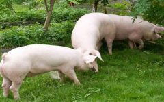 什么是猪周期？猪周期受哪些因素的影响？