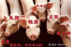 生猪期货可以在线上开户吗？开户流程是什么？