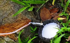 橡胶期货品种介绍，橡胶几年一个周期？