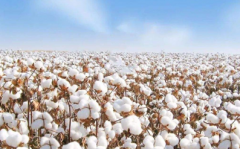 棉花期货是什么，棉花期货价格的影响因素有哪些？