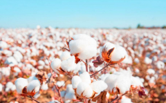 棉花期货一手多少钱，棉花期货交易规则？
