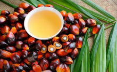 棕榈油期货是什么，棕榈油期货开户条件？