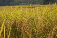 水稻期货的保证金比例是多少？做一手水稻期货要多少钱保证金？